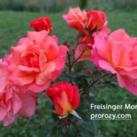 Freisinger Morgenrote