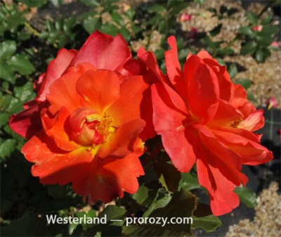 westerland-2