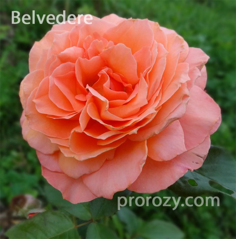 Belvedere