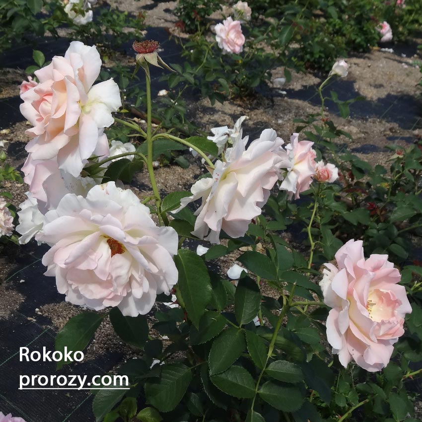 Роза Рококо Фото И Описание Отзывы