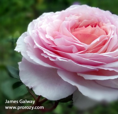 James-Galway3