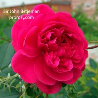 Sir John Betjeman