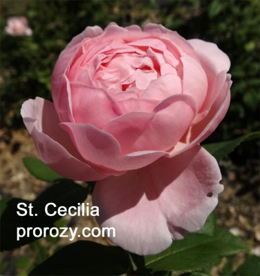 st-cecilia-1