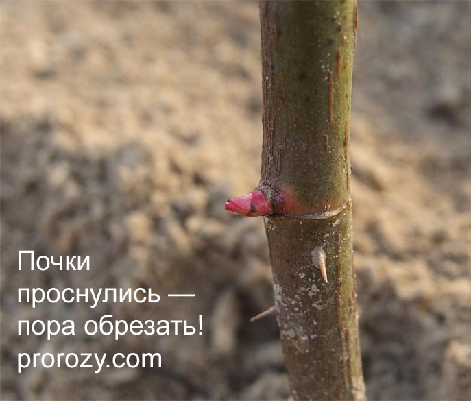 Как Обрезать Розы Фото Как Обрезать Розы Фото