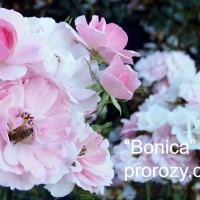 Bonica