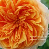 Crown Princess Margaretha