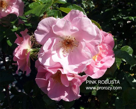 pink-rob